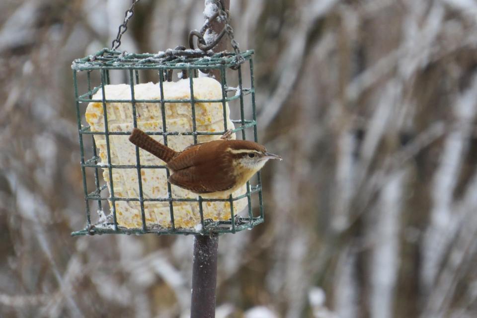A small Carolina wren with rich brown feathers, a distinct white eyebrow stripe, and an upturned tail clinging facing right to a green wire cage suet feeder filled with a yellow suet block during a snowy winter day.
