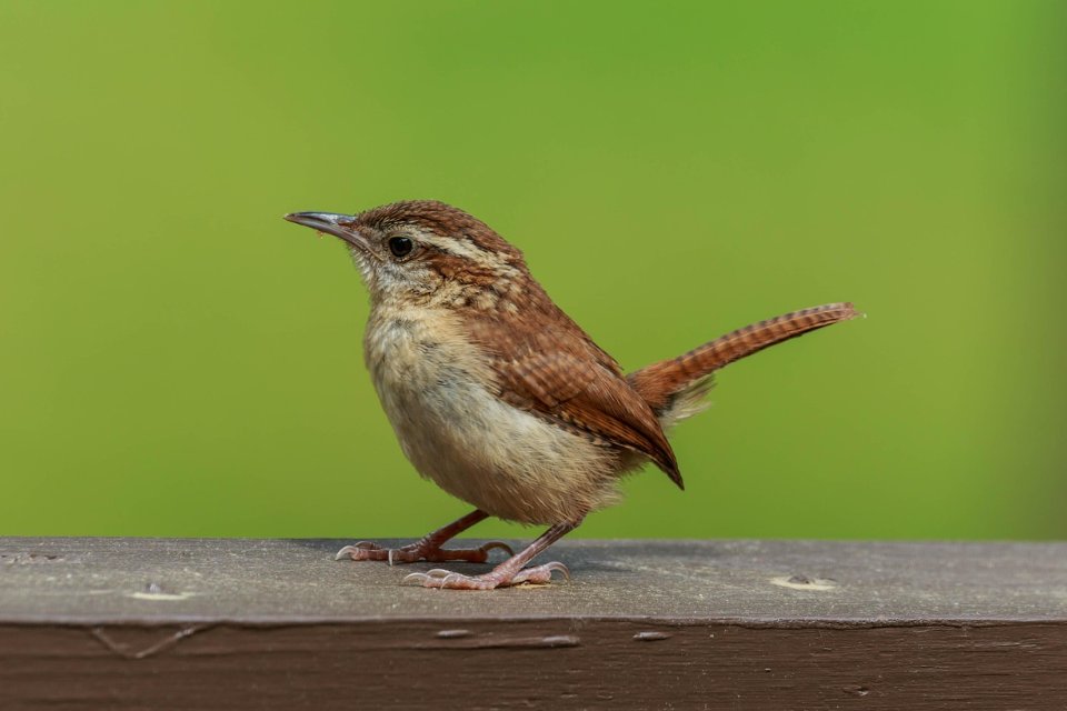 Carolina Wren Perched on Wooden Railing