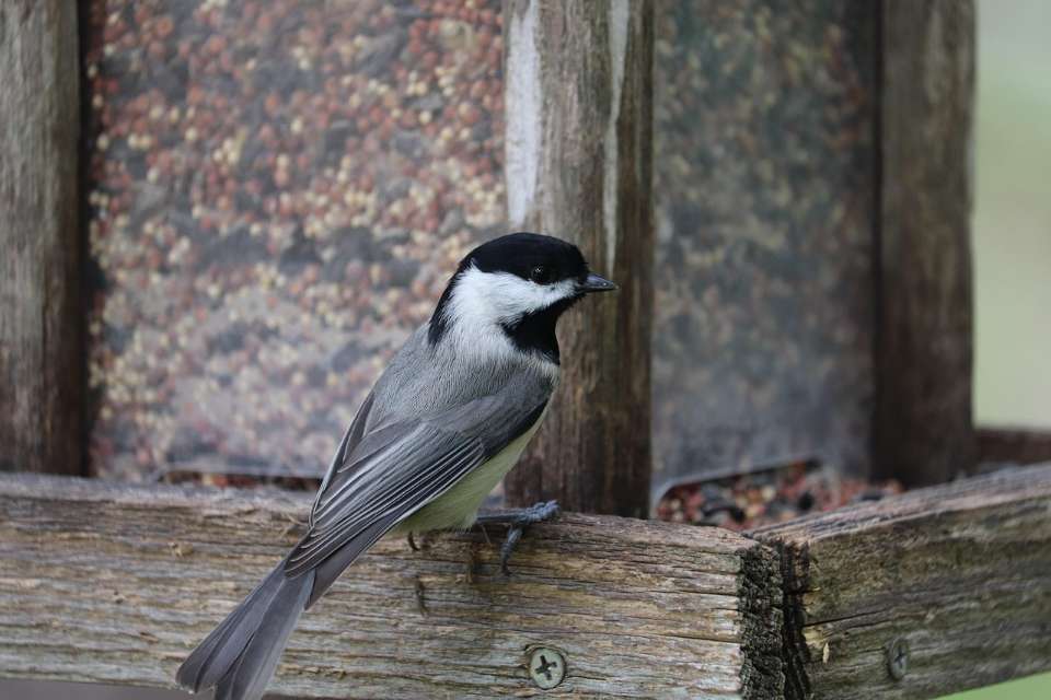 A small chickadee with a black cap, black bib, and gray wings perched facing right on the ledge of a rustic wooden hopper bird feeder filled with mixed seeds.