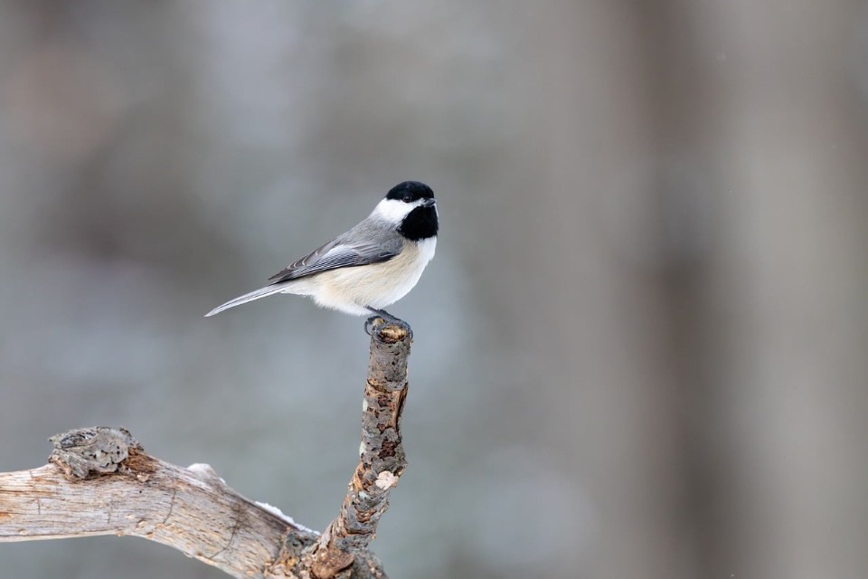 A small chickadee with a black cap, black throat patch, white cheeks, and a light tan underbelly perched facing right on top of a weathered, vertical broken tree branch against a soft gray winter background.