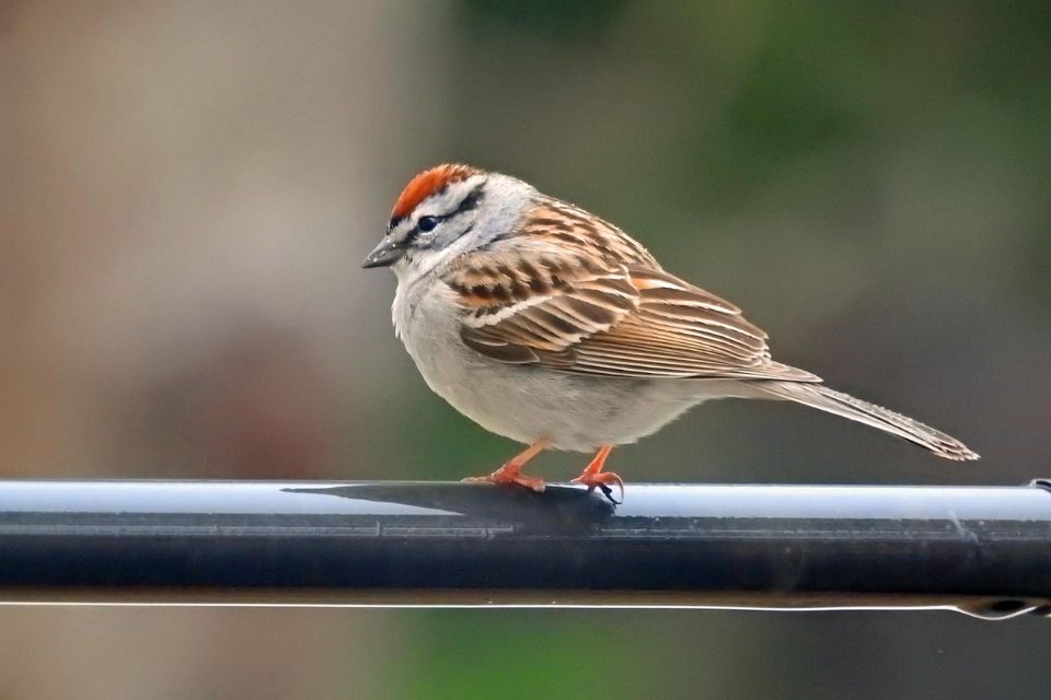 A small chipping sparrow with a distinct bright rufous cap, a crisp black eye stripe, gray cheeks, and a solid gray breast perched facing left on a sleek black horizontal rail.