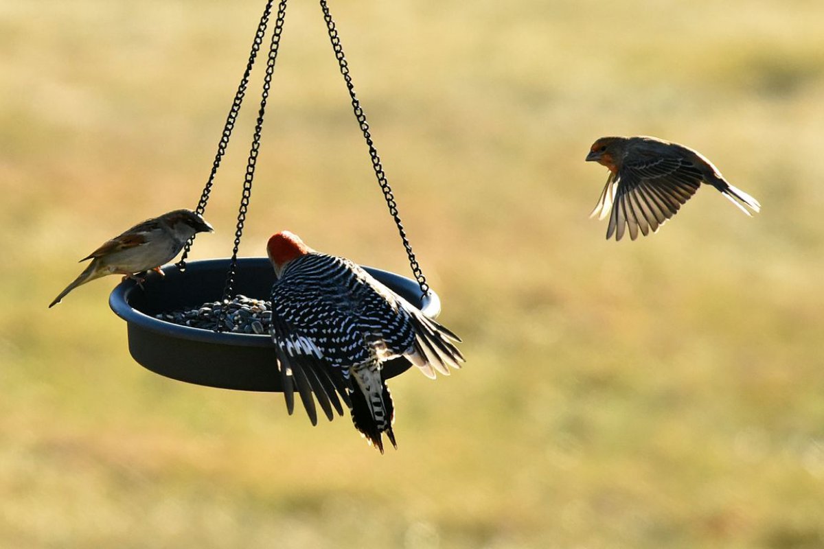 A Red bellied Woodpecker and a House Sparrow eat seeds from a hanging tray feeder while a House Finch approaches in mid flight