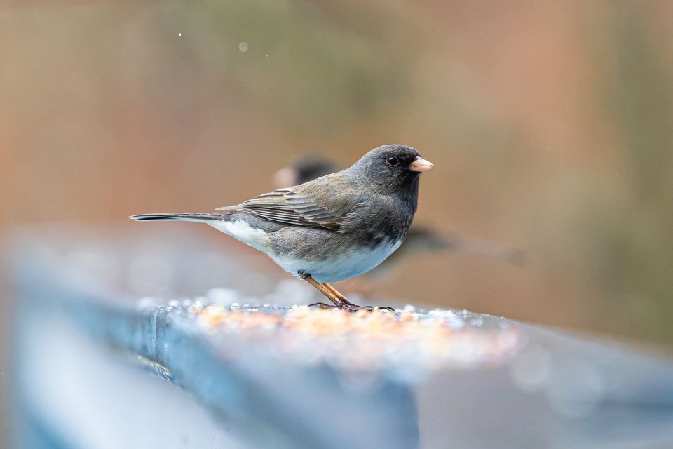 • A dark-eyed junco with a charcoal gray head and back, a crisp white belly, and a pinkish-white conical bill standing facing right on a wide, blue-tinted wooden deck railing scattered with mixed birdseed against a blurred brown background.