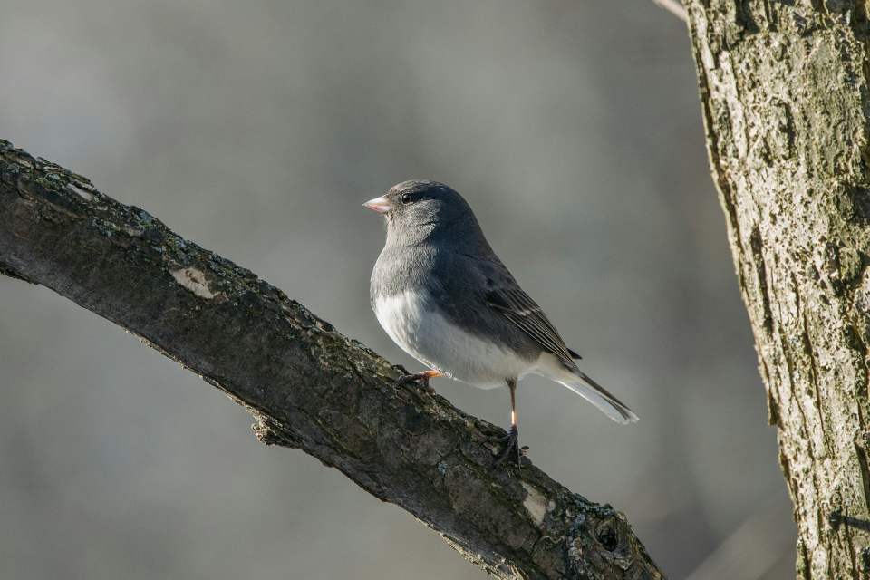 • A slate-colored dark-eyed junco with a solid charcoal gray head and back, a crisp white belly, and a pale pink bill perched facing left on a thick, textured tree branch against a soft gray background.