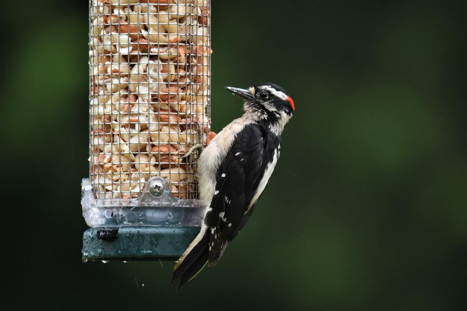 A small male downy woodpecker with a black-and-white checkered back, pale underparts, a small red patch on the back of his head, and a short bill clinging to a wire mesh tube feeder filled with shelled peanuts.