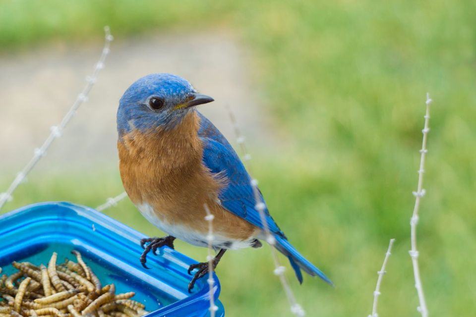 A vibrant male eastern bluebird with a bright blue back and a rich reddish-brown breast perched facing right on the rim of a blue plastic dish feeder filled with dried mealworms.