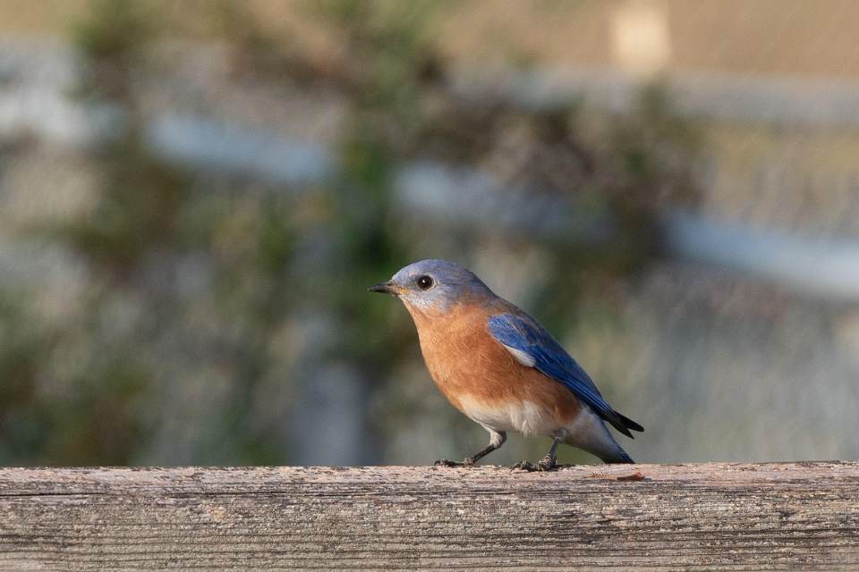 An eastern bluebird with a bright blue back and wings, a warm reddish-brown breast, and a white belly perched facing left on a weathered grey wooden fence rail.