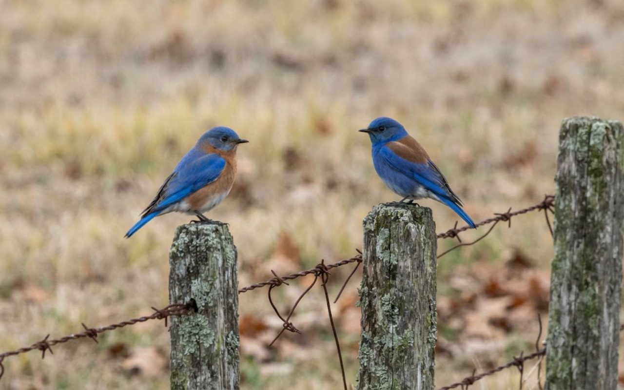 A raw, unedited photo showing a male Eastern Bluebird with an orange throat next to a male Western Bluebird with a blue throat perched on separate wooden fence posts.