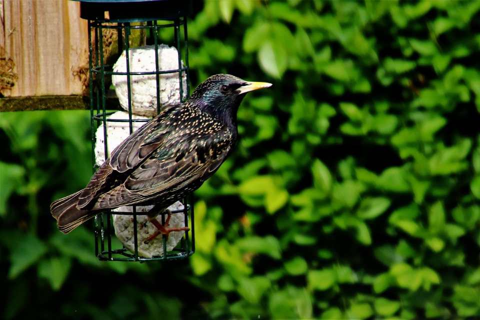 A glossy European starling with iridescent black and purple feathers speckled with white spots and a sharp yellow bill clinging to a black wire cage feeder filled with white suet fat balls against a dense green hedge.