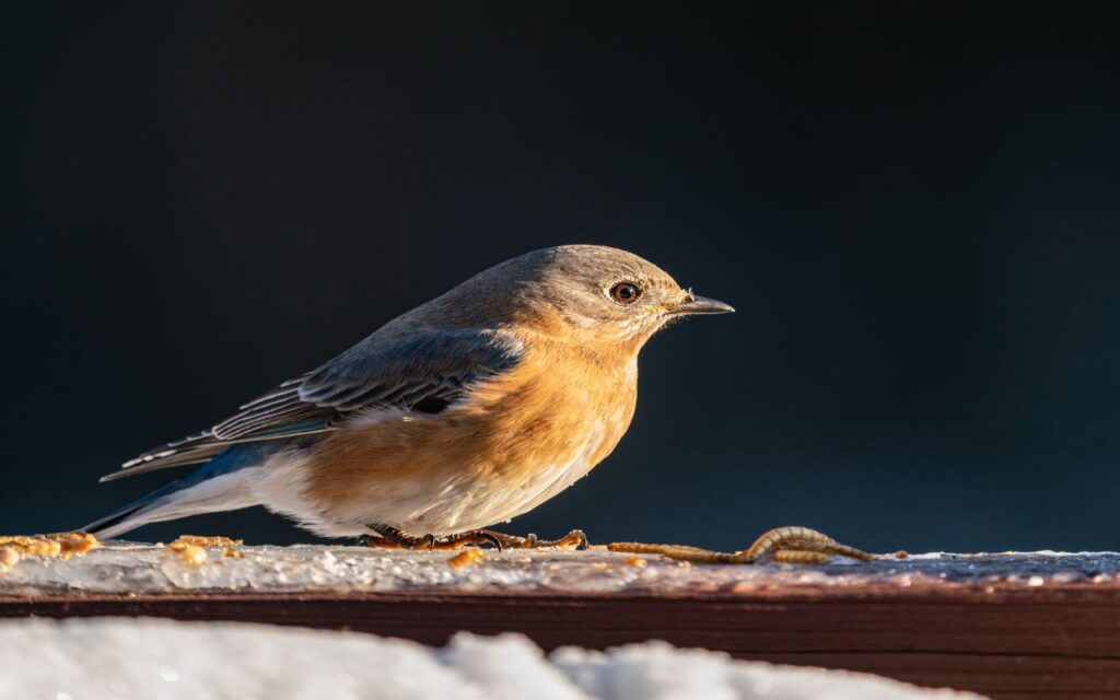 A female Eastern Bluebird with a muted blue back, soft orange breast, and white belly perches on a frosted wooden railing right next to dried mealworms on a snowy winter morning.