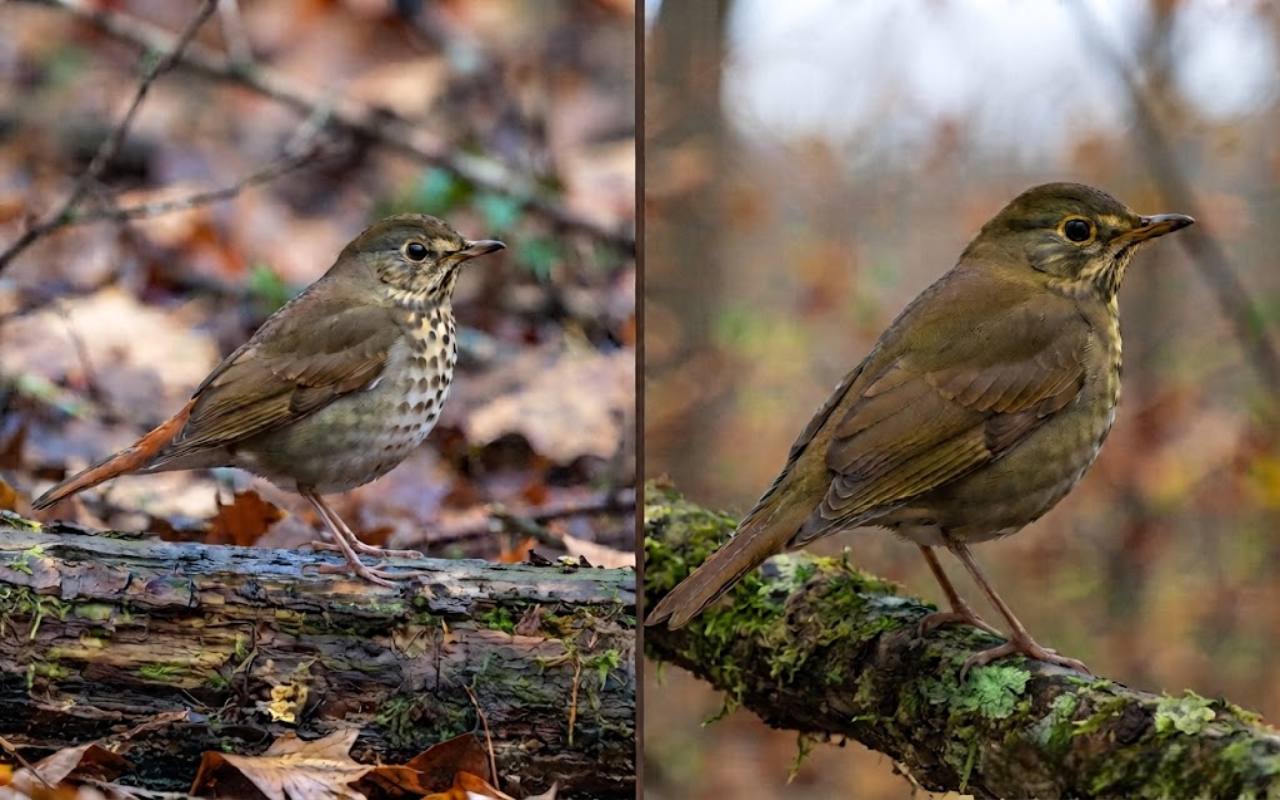 A raw split-screen photo showing a Hermit Thrush with a reddish tail on the left and a Swainson's Thrush with warm yellow spectacles on the right.