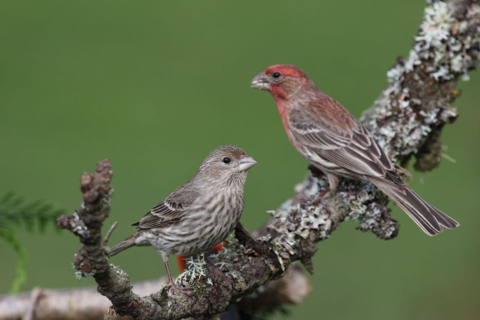 A pair of house finches perched on a thick mossy branch, with a streaked brown female on the lower left facing right and a reddish-pink male on the upper right facing left against a solid green background.
