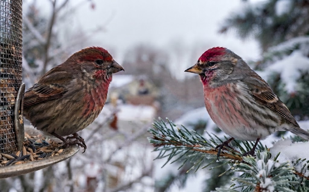 A real-world bird identification photo showing a blurry-headed, thick-streaked House Finch on a mesh feeder tray facing a raspberry-capped, straight-billed Cassin's Finch on a snowy pine branch.