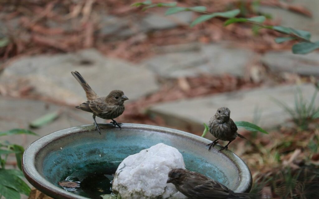 Three streaked, brown house finches gather on and near the rim of a shallow, blue-glazed ceramic birdbath that features a large white quartz rock sitting in the center as a perch.