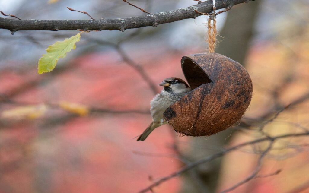 A small male house sparrow with a gray crown and black bib sits inside a rustic, hollowed-out coconut shell bird feeder hanging from a tree branch by a twine rope against a blurred autumn background of red and yellow leaves.