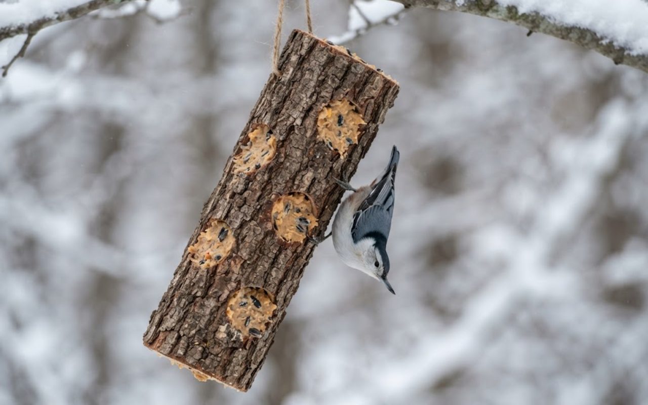 A White-breasted Nuthatch clinging completely upside down to a bark-covered vertical log bird feeder packed with homemade peanut butter suet against a blurry winter background of snow-covered branches.