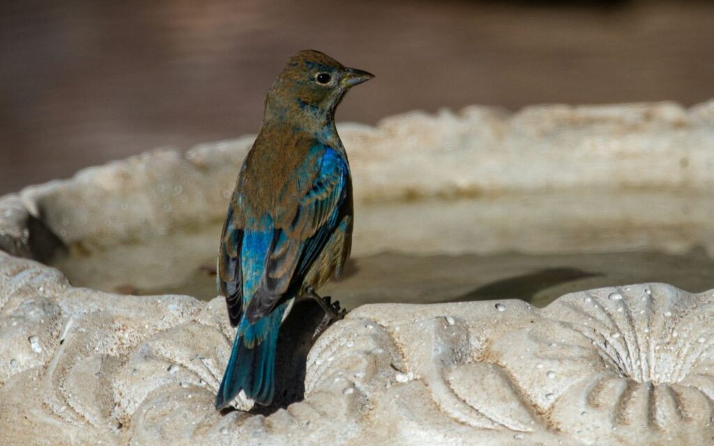 Why Water Is More Important Than Food for Winter Bird Survival