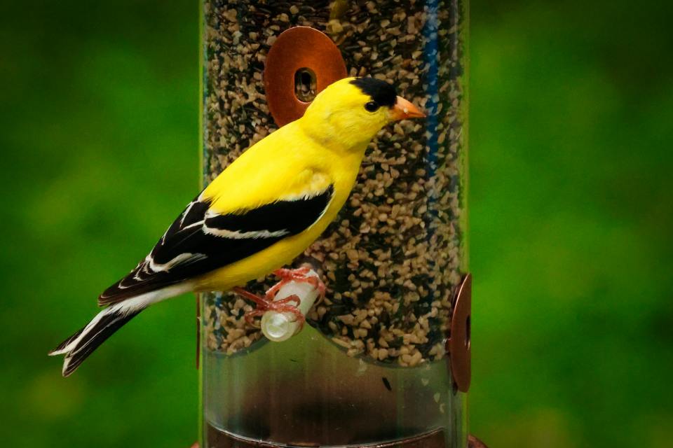 A bright yellow male American goldfinch with a black cap and jet-black wings perched facing right on the clear plastic peg of a tube feeder filled with fine seeds against a solid green background.