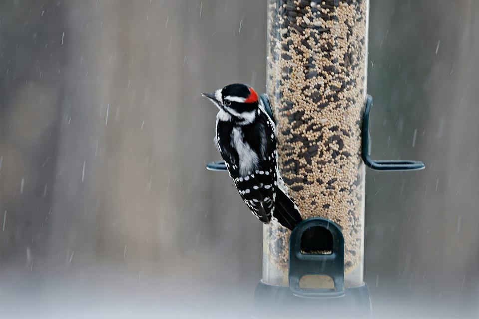 A small male downy woodpecker with black-and-white checkered wings, a clean white breast, and a prominent red patch on the back of his head clinging facing left to a clear plastic tube bird feeder during a gentle winter snowfall.