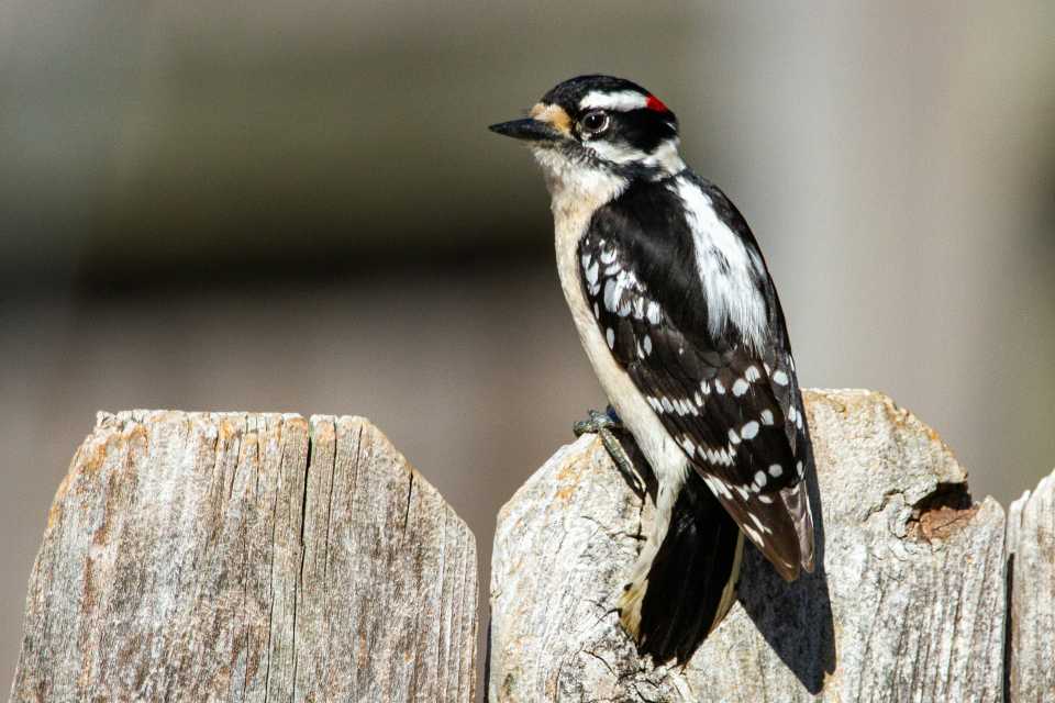 A small male downy woodpecker with black-and-white spotted wings, a prominent white stripe down its back, a short beak, and a bright red patch on the back of its head perched vertically facing left on an old weathered wooden fence picket.