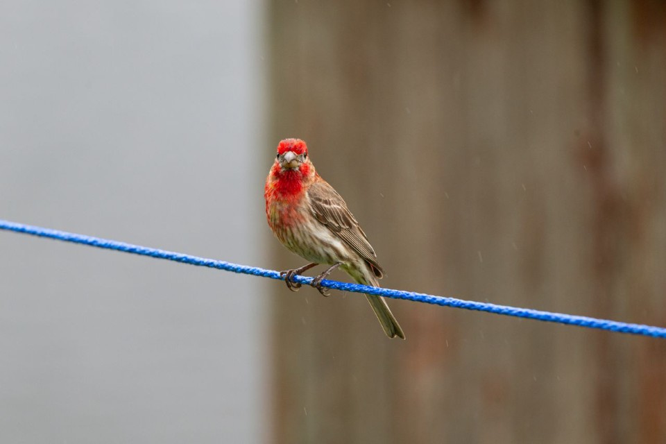 • A male house finch with a bright red head, throat, and chest and brown streaked wings perched facing forward on a thin blue wire against a blurred brown background.