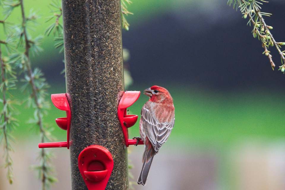 A vibrant red male house finch with brown streaked wings perched facing left on a bright red plastic seed port of a tall tube feeder filled with dark thistle seeds.