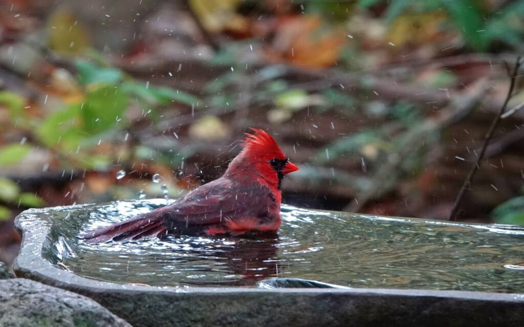 A vibrant red male Northern Cardinal sits submerged in a stone birdbath, vigorously splashing water droplets into the air against a soft, blurred background of autumn foliage.