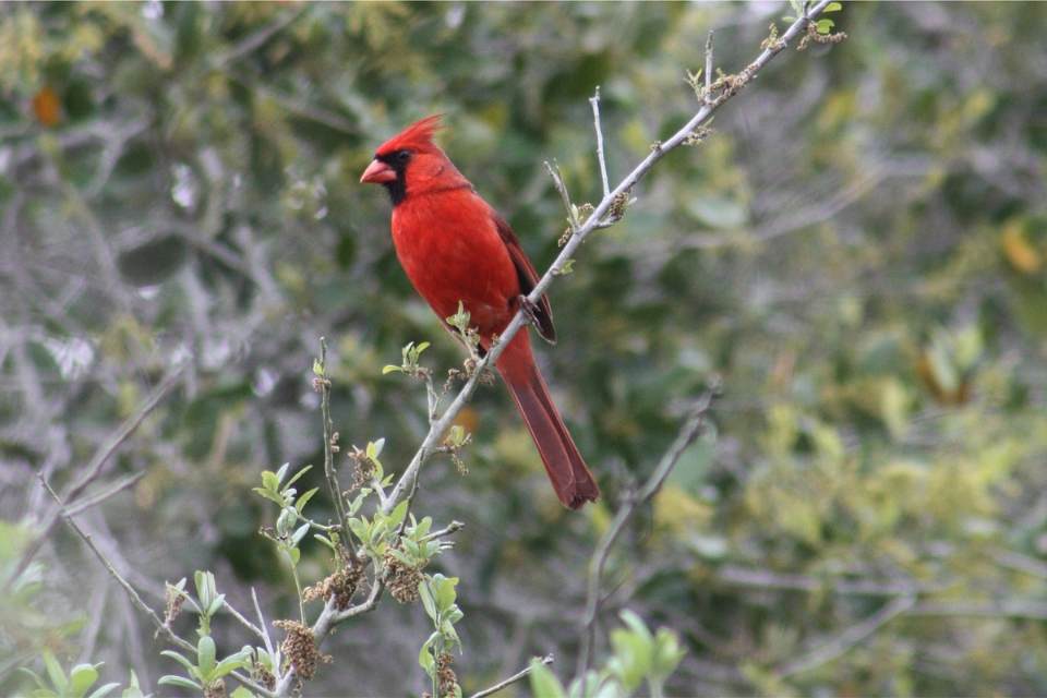 A vibrant bright red male Northern Cardinal with a distinct pointed head crest, a black face mask surrounding its orange beak, and a long tail perched facing left on a thin, light gray tree branch against a blurred green leaf background.