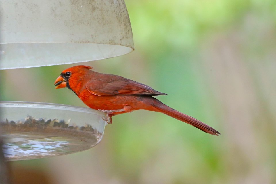 A vibrant red male Northern Cardinal with a black face mask and sharp orange beak perched facing left on the rim of a clear plastic hanging tray bird feeder while cracking a seed.