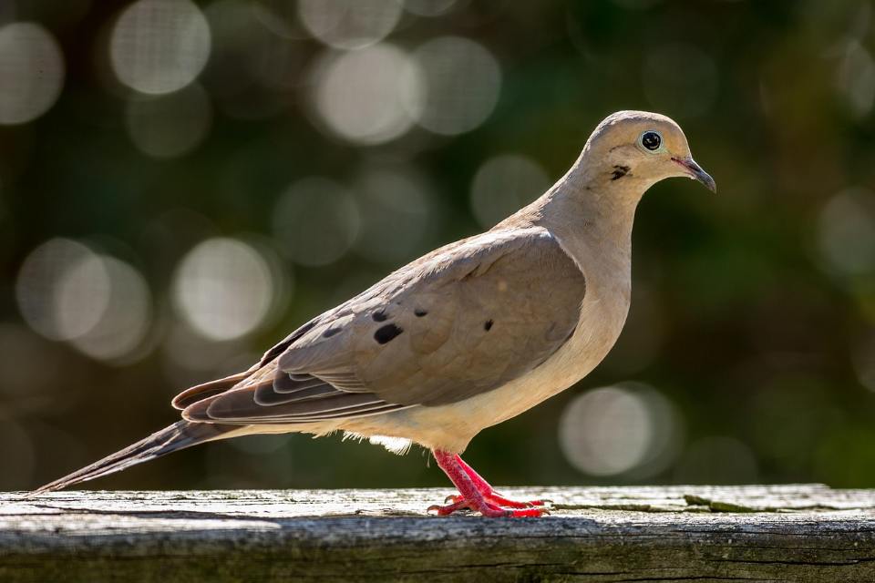 A slender, tan-colored mourning dove with smooth plumage and black spots on its wings standing profile facing right on a weathered, horizontal wooden fence railing illuminated by bright sunlight with a dark blurred background.