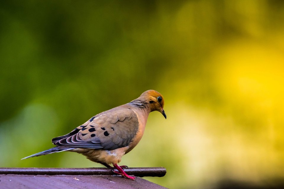 A slender tan and gray mourning dove with distinct black spots on its wings perched facing right on a dark brown roof ledge against a vibrant, dual-toned green and yellow blurred background.