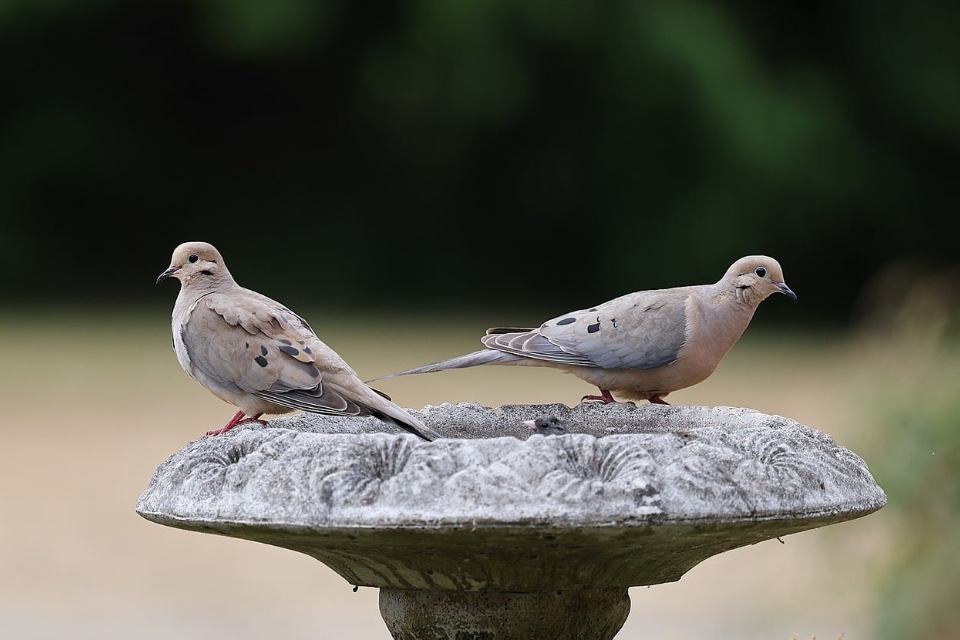 Two grey and tan mourning doves with black spots on their wings perched facing opposite directions on the rim of a weathered grey stone birdbath against a dark green background.
