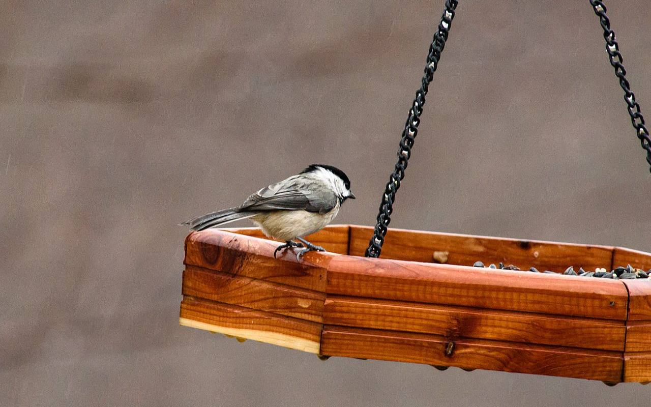 A close-up view of a Black-capped Chickadee perched on the rim of a hanging wooden tray bird feeder against a blurred neutral background.