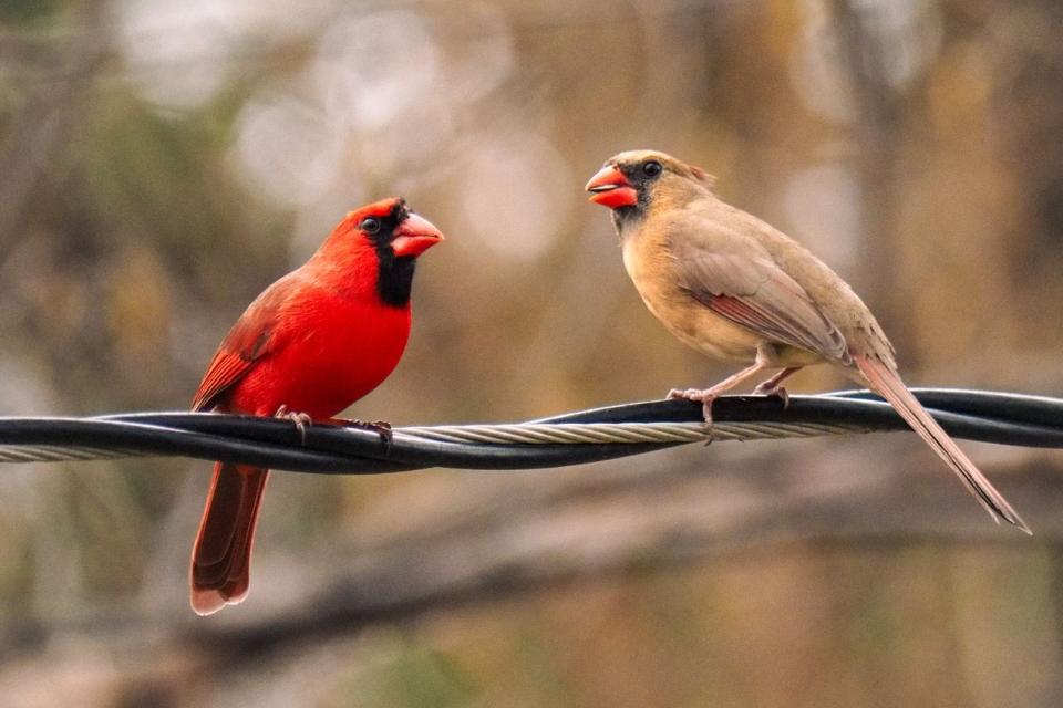 A male Northern Cardinal with brilliant crimson red feathers perched next to a sandy brown female Northern Cardinal on a wire.