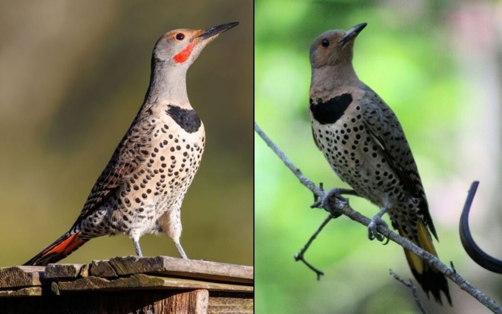 A side-by-side identification graphic showing two profiles of Northern Flickers. The left bird is a male Red-shafted variant with a brown crown, gray face, red mustache stripe, and salmon-red tail feathers. The right bird is a female Yellow-shafted variant with a gray crown, tan face, a red crescent on the back of the neck, and lemon-yellow tail quills.