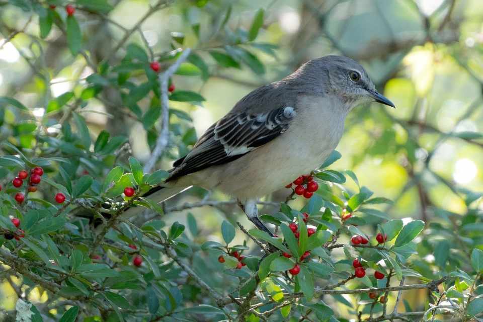 A slender gray northern mockingbird with pale underparts and dark gray wings featuring crisp white bars perched facing right on the thin branches of a green holly bush dotted with small bright red berries.