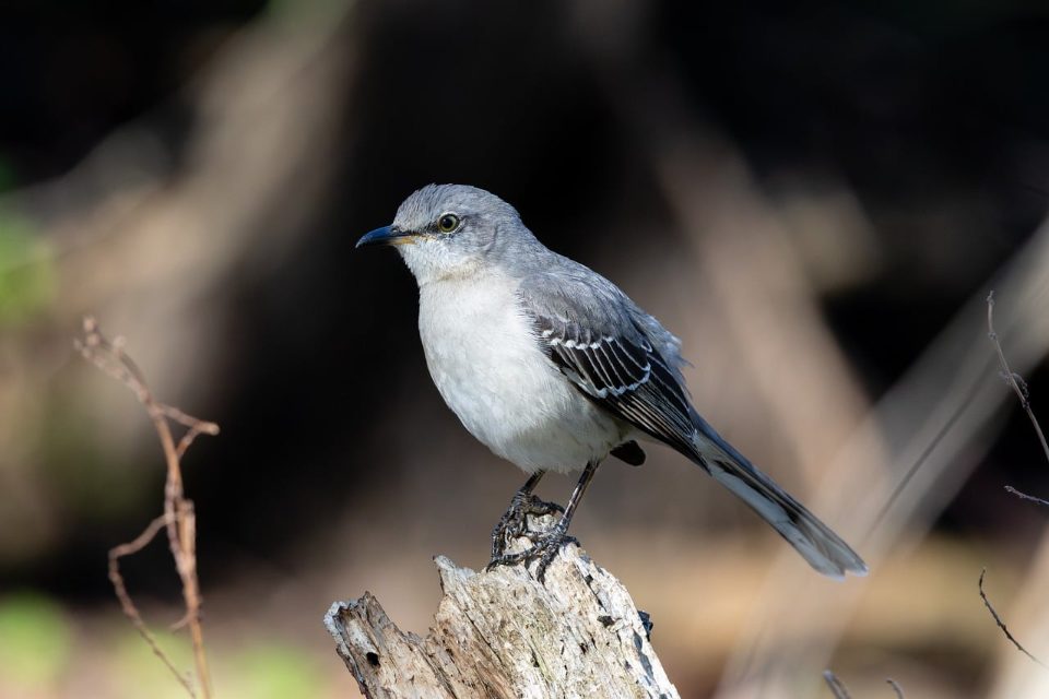 A slender northern mockingbird with pale gray upperparts, a whitish breast, and dark gray wings with white wing bars perched facing left on a weathered, decaying tree stump.