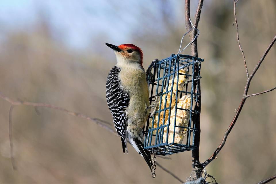 A red-bellied woodpecker with a vibrant red cap, pale underparts, and a black-and-white zebra-striped back clinging facing left to a wire cage suet bird feeder.
