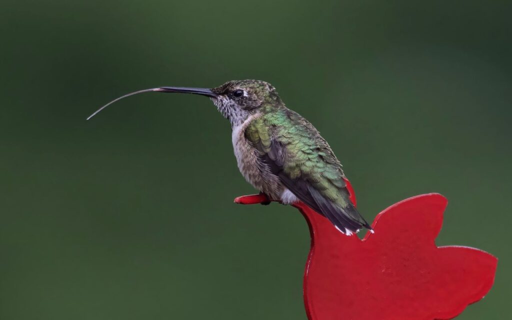A close-up profile photo of a female Ruby-throated Hummingbird perched on a bright red plastic feeder structure with its long tongue fully extended.
