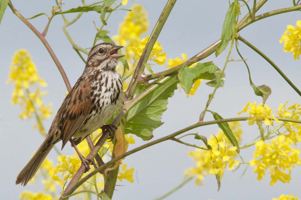 A song sparrow with an open beak, brown-and-white streaked chest, and a dark central breast spot perched facing right on a green stalk amidst blooming wild yellow flowers against a light sky.
