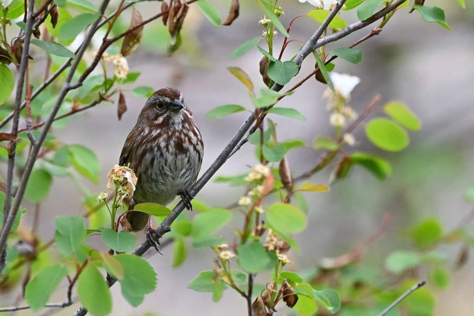 A small song sparrow with a heavily streaked brown and white breast, a distinct central dark chest spot, and brown facial stripes perched facing right on a thin diagonal branch inside a green leafy bush with small white flowers.