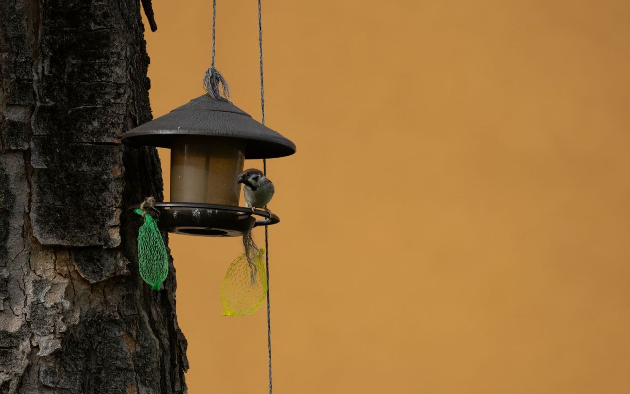 A small Eurasian Tree Sparrow perches on the tray of a hanging brown bird feeder with green mesh bags attached, positioned against a solid golden-brown background.