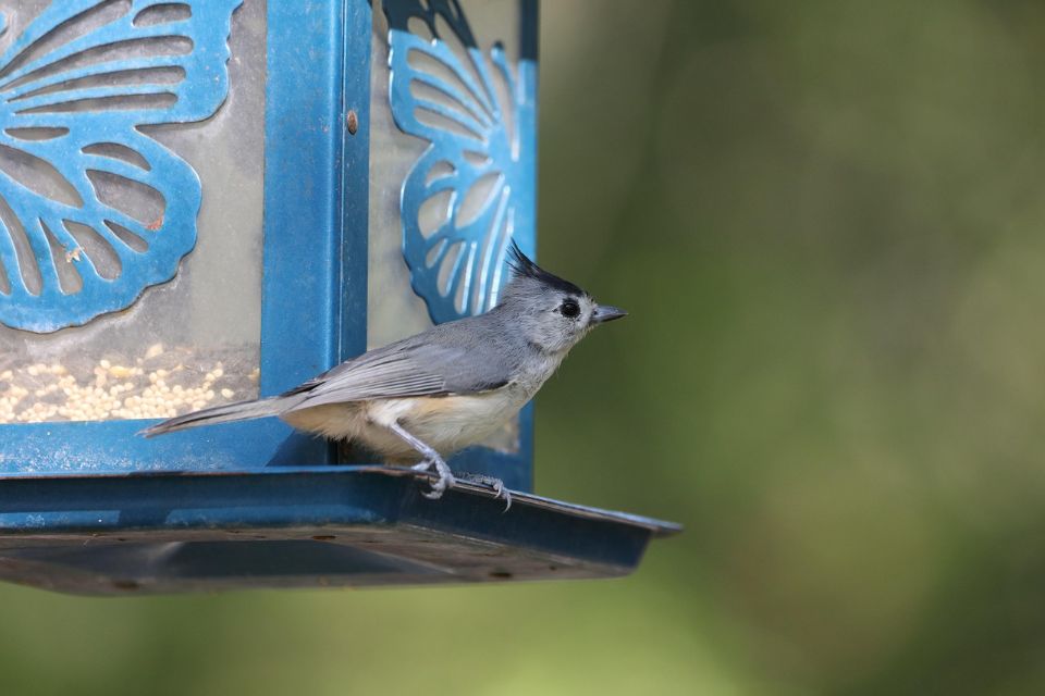 A small tufted titmouse with a gray back and prominent head crest perched facing right on the tray ledge of a blue, decorative lantern-style bird feeder featuring laser-cut butterfly designs.