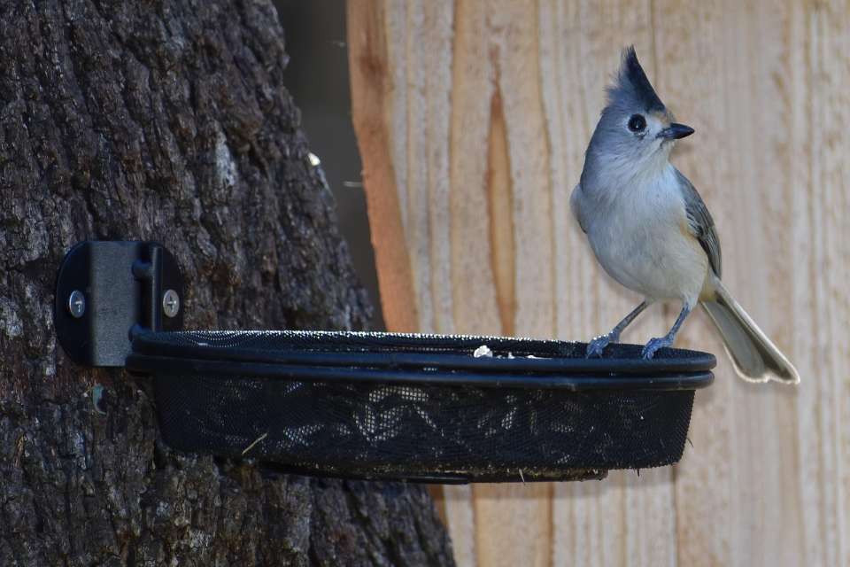 Tufted Titmouse on Tree Mounted Platform Feeder.