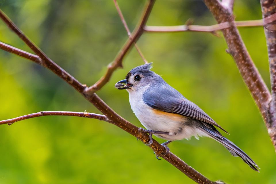 A small tufted titmouse with a gray back, white belly, a distinct head crest, and a black forehead patch perched facing left on a thin brown tree branch while holding a sunflower seed in its beak.