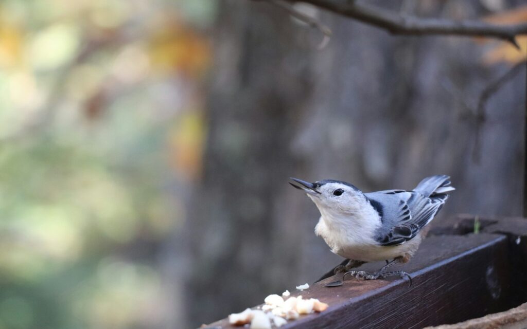 A White-breasted Nuthatch approaching food on a wooden railing.