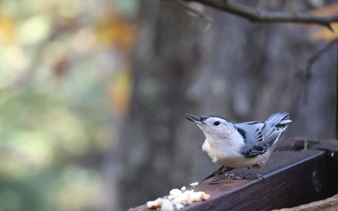 A White-breasted Nuthatch approaching food on a wooden railing.