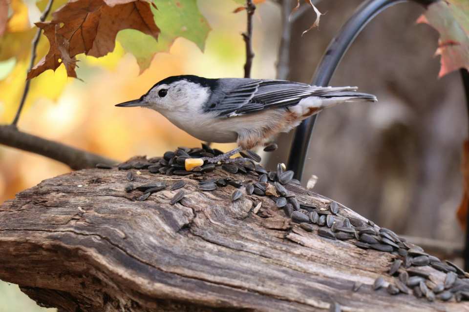A white-breasted nuthatch with a sleek black crown, gray wings, and a pure white breast perched facing left on a rustic, weathered log covered in black oil sunflower seeds and a kernel of corn with autumn leaves in the background.