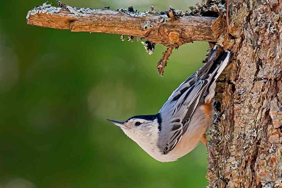 A white-breasted nuthatch with a black crown, blue-gray back, and pure white face and breast clinging head-first down a rough tree trunk beneath a mossy branch against a soft green background.