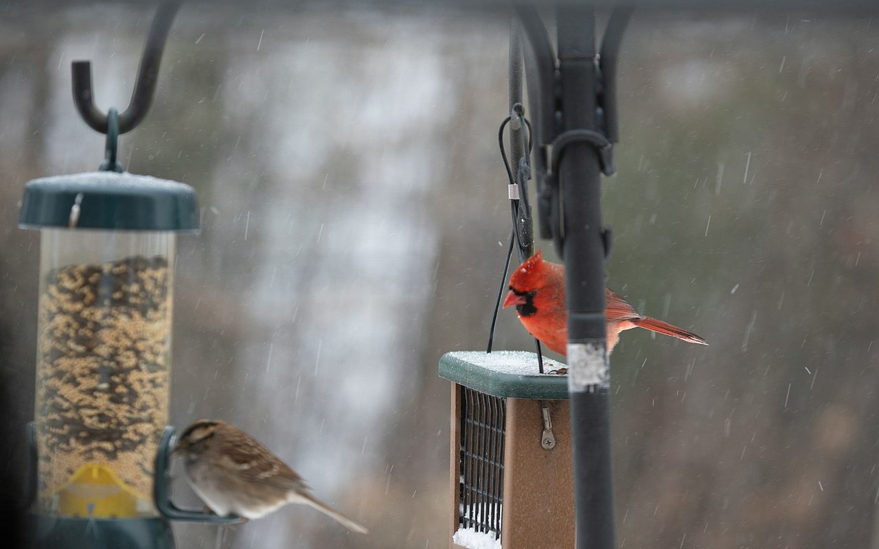 A sparrow and a cardinal at bird feeders in winter.